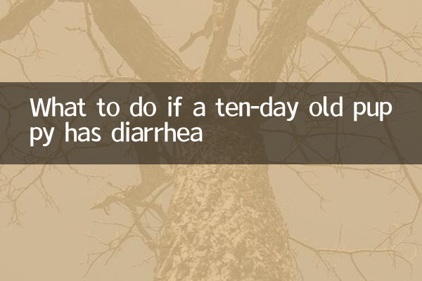 十天的小狗拉稀怎麼辦