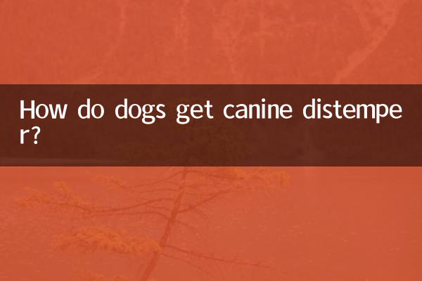 কুকুর কিভাবে ক্যানাইন ডিস্টেম্পার পেতে পারে?