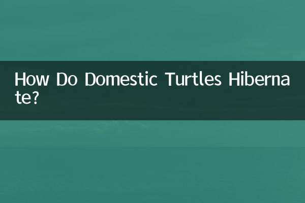 كيف تدخل السلاحف المنزلية في سبات شتوي؟