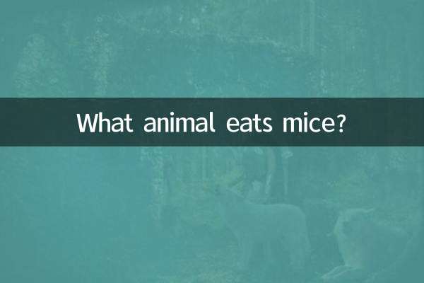 쥐를 먹는 동물은 무엇입니까?