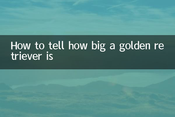 Как определить размер золотистого ретривера