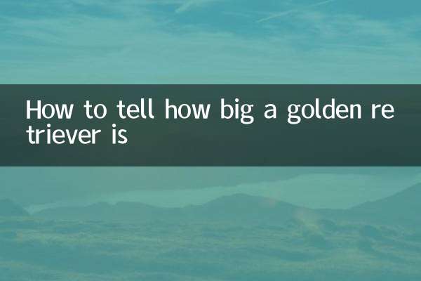 Как определить размер золотистого ретривера