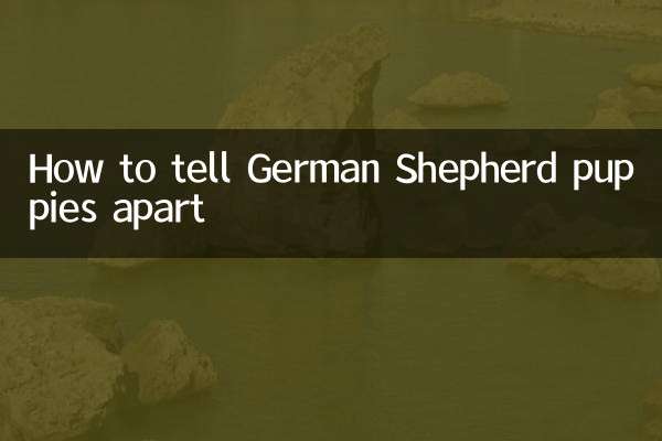 怎么分辨德牧幼犬