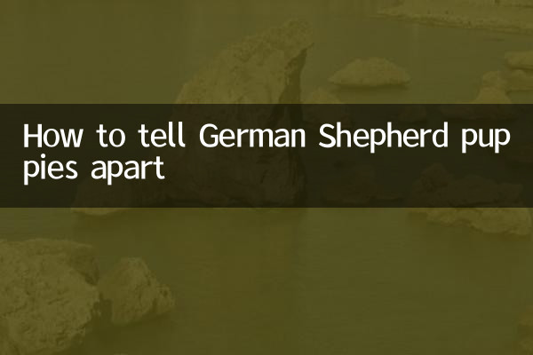 Como diferenciar filhotes de pastor alemão