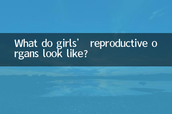 Wie sehen die Fortpflanzungsorgane von Mädchen aus?