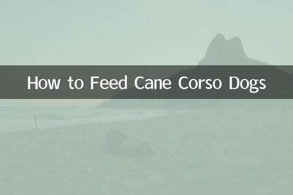 Como alimentar cães Cane Corso