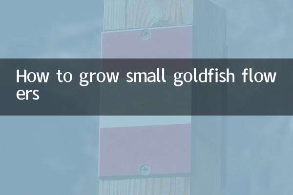 작은 금붕어 꽃을 키우는 방법