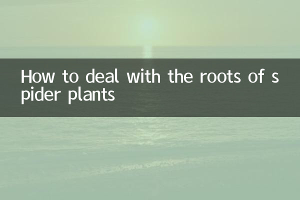 Come affrontare le radici delle piante ragno