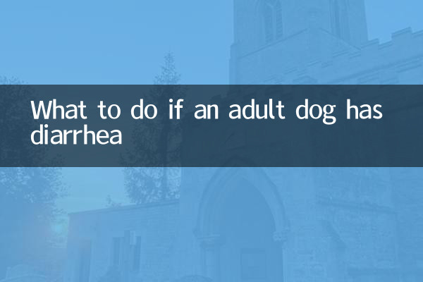 성견이 설사를 하면 어떻게 해야 할까요?