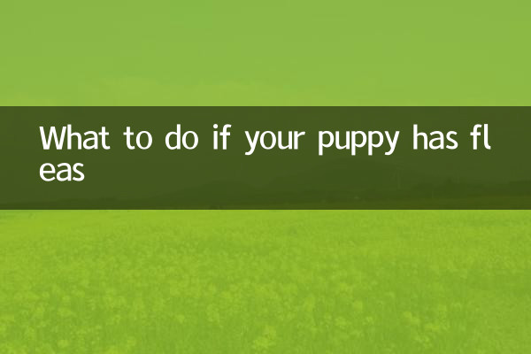 यदि आपके पिल्ले में पिस्सू हो तो क्या करें?