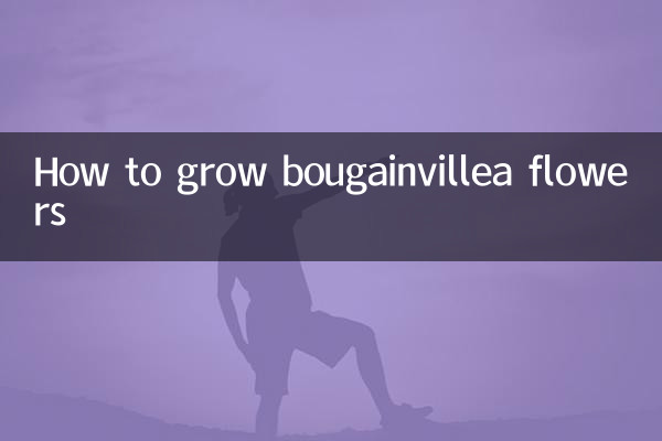 بوگین ویلیا کے پھول کیسے اگائیں