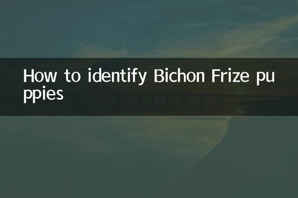 How to identify Bichon Frize puppies
