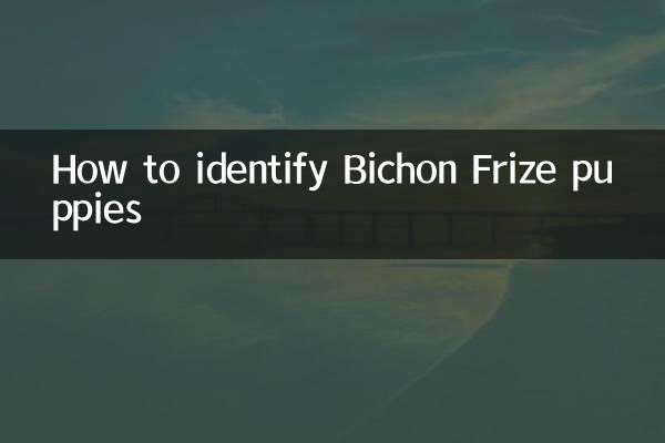 How to identify Bichon Frize puppies