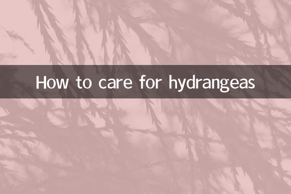 How to care for hydrangeas