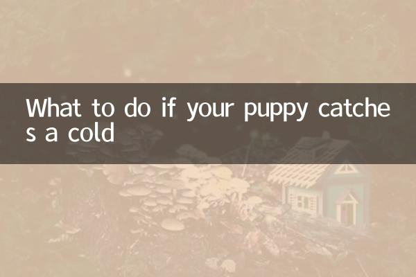 Qué hacer si tu cachorro se resfría