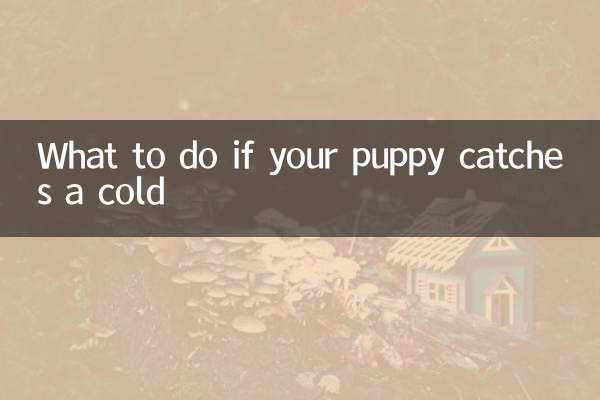 子犬が風邪を引いたらどうするか