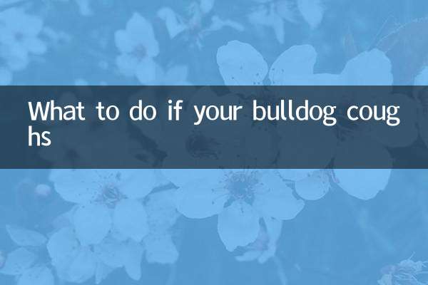 斗牛犬咳嗽怎么办