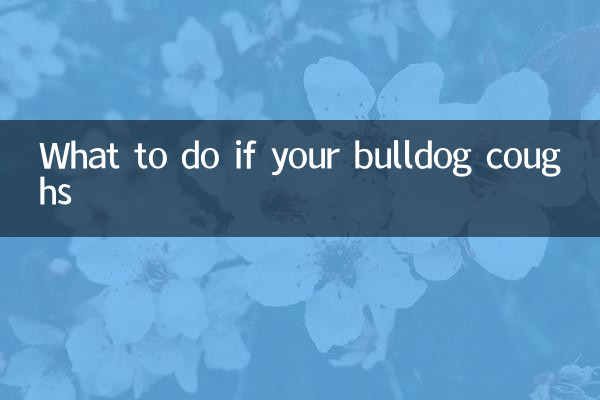 斗牛犬咳嗽怎么办