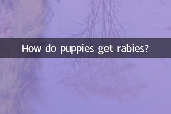 小狗狂犬病是怎麼得的