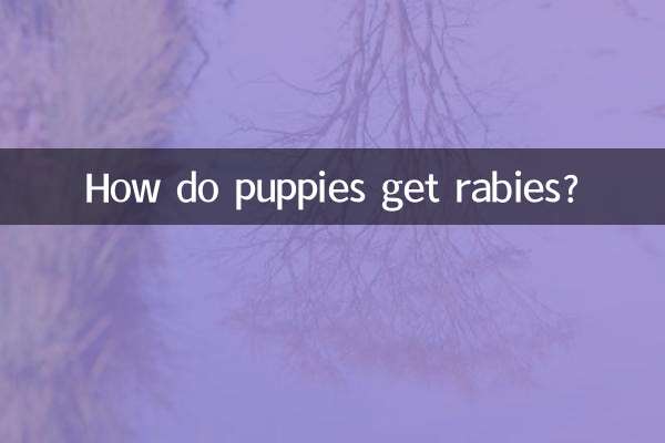 小狗狂犬病是怎麼得的