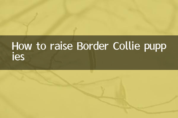Как воспитывать щенков бордер-колли