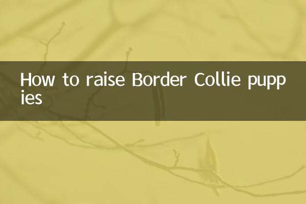Как воспитывать щенков бордер-колли
