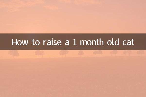 1개월된 고양이 키우는 방법