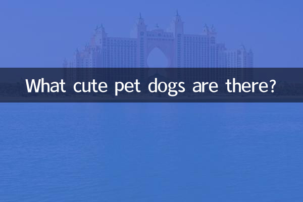 有什么可爱宠物狗