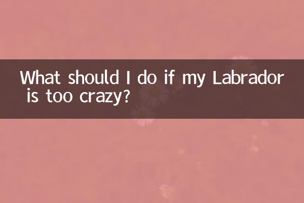 私のラブラドールがクレイジーすぎる場合はどうすればよいですか?
