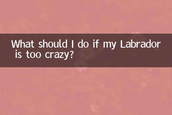 私のラブラドールがクレイジーすぎる場合はどうすればよいですか?