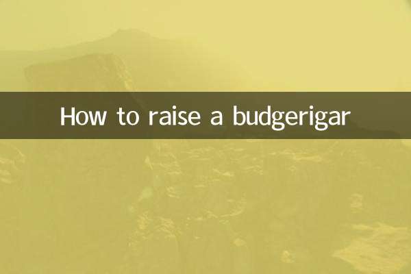 बडगेरीगर कैसे पालें