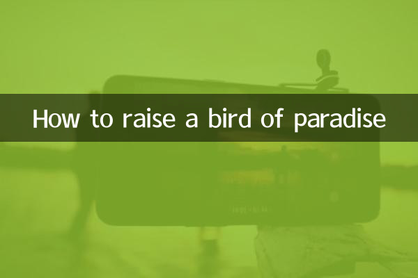 How to raise a bird of paradise