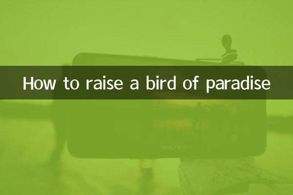 How to raise a bird of paradise