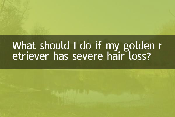 金毛严重掉毛怎么办