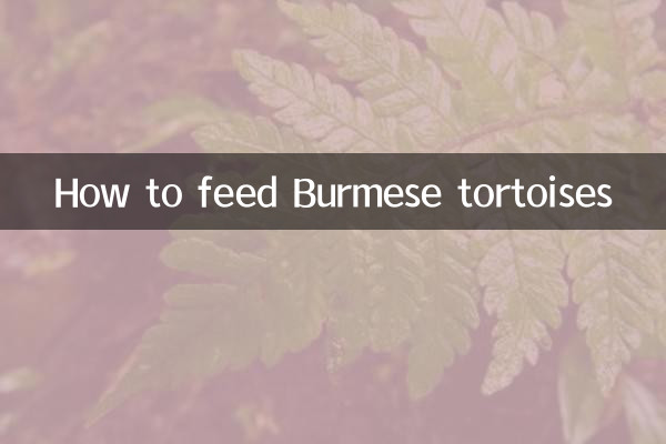 Cómo alimentar a las tortugas birmanas