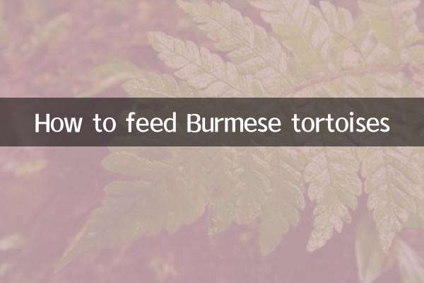 Cómo alimentar a las tortugas birmanas