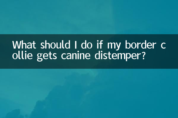 ボーダーコリーが犬ジステンパーになったらどうすればいいですか?