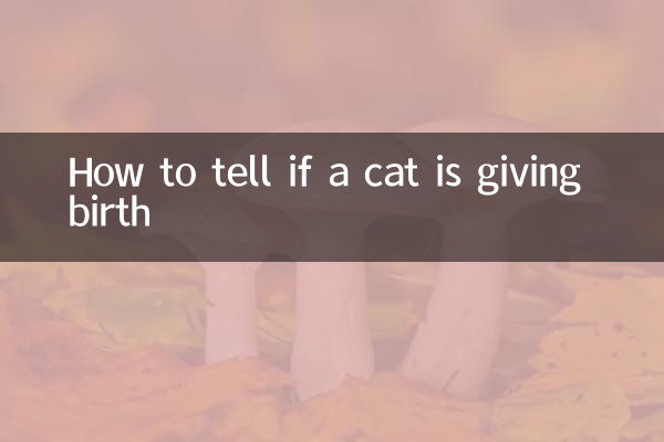 Wie erkennt man, ob eine Katze ein Kind zur Welt bringt?