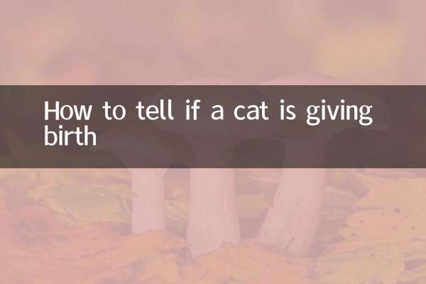 Cómo saber si una gata está pariendo