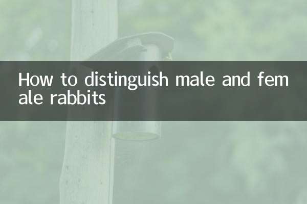 兔的公母怎麼分