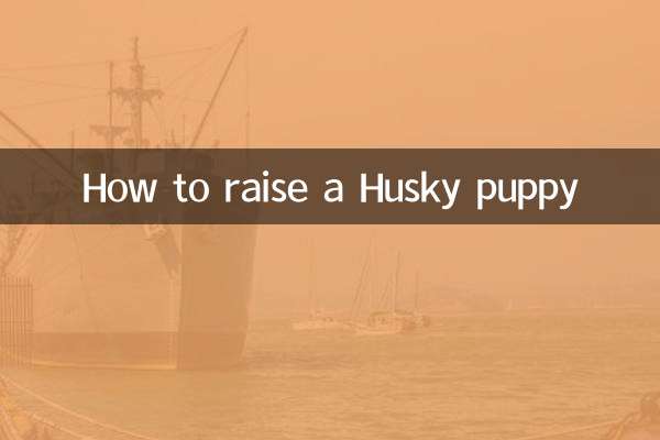 How to raise a Husky puppy