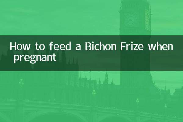 임신했을 때 Bichon Frize에게 먹이를 주는 방법