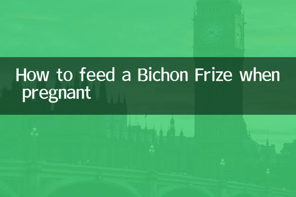 임신했을 때 Bichon Frize에게 먹이를 주는 방법