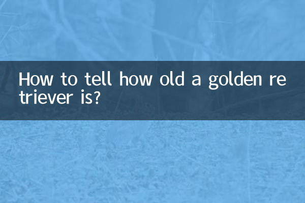 金毛怎么看多大了