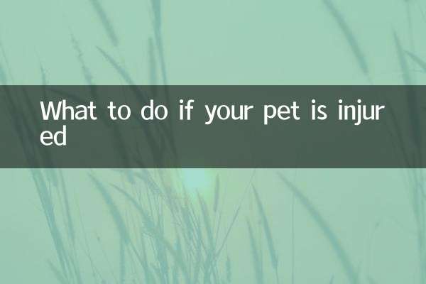 What to do if your pet is injured