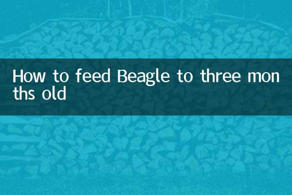 How to feed Beagle to three months old
